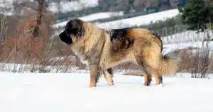 taglia le orecchie al cane scatta la denuncia