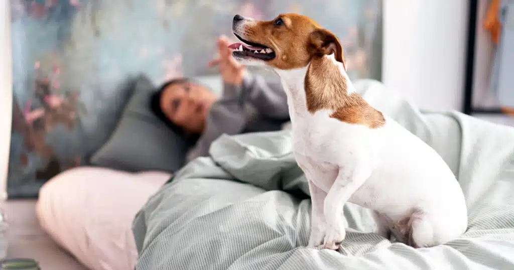 Tradurre l'abbaio dei cani: l'intelligenza artificiale ci aiuterà