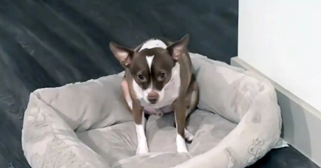 trauma da abbandono cane