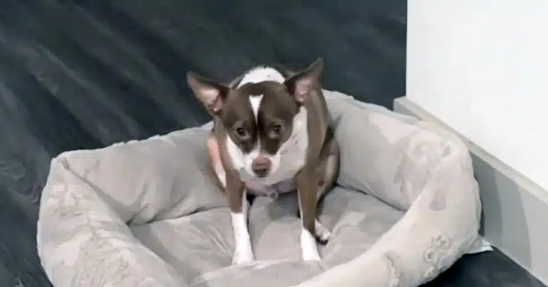 trauma da abbandono cane