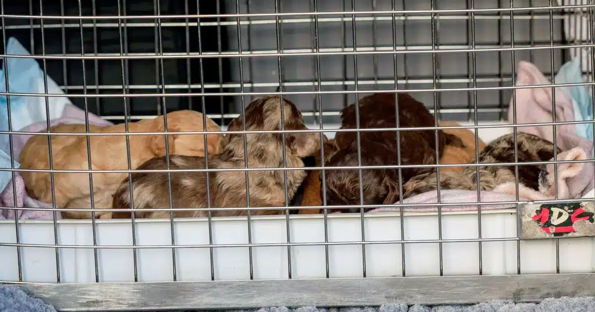 71 cani salvati da traffico illecito: maxi operazione della Polizia