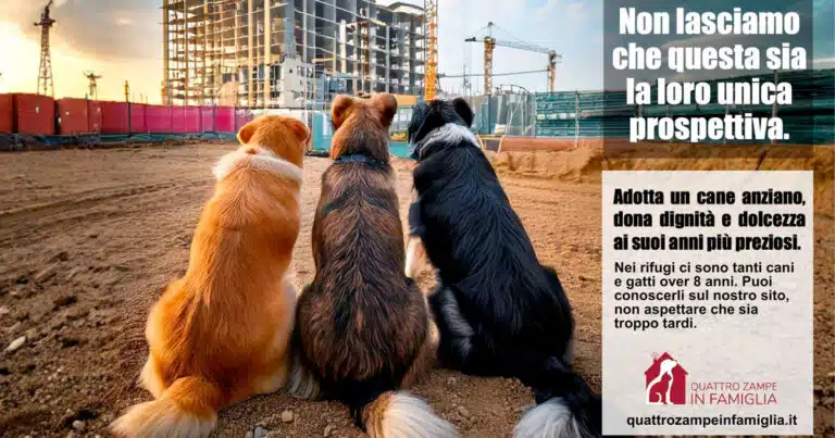 adotta un cane anziano