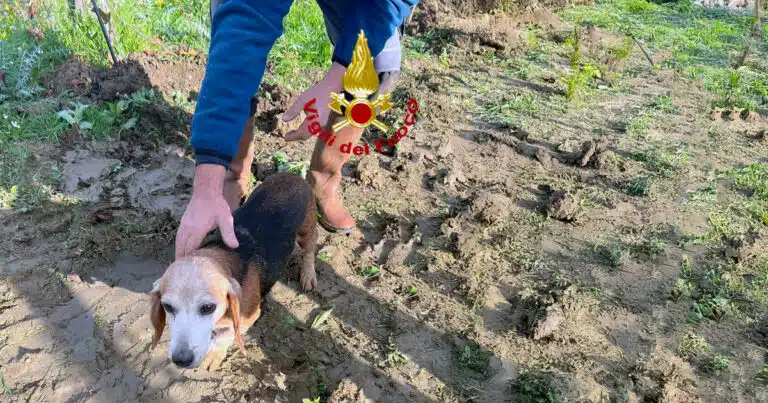 cane intrappolato in tunnel sotterraneo