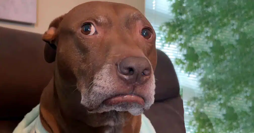 cane intuisce quando i proprietari escono senza di lui il video virale