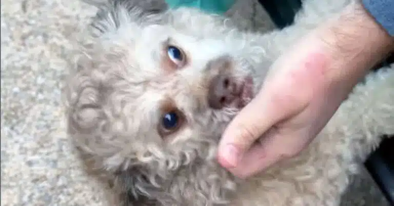 Cane adottato ritrova proprietario: il video del ricongiungimento