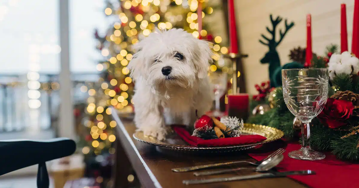 cibi di natale pericolosi per il cane