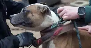 combattimenti tra cani