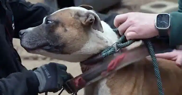 combattimenti tra cani