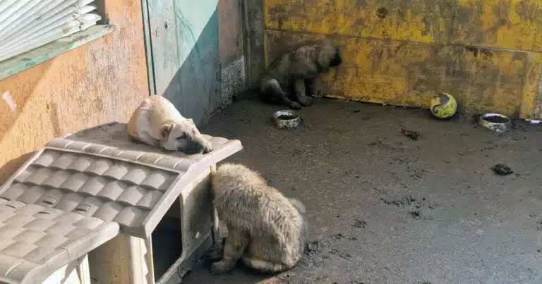 cuccioli salvati dal degrado