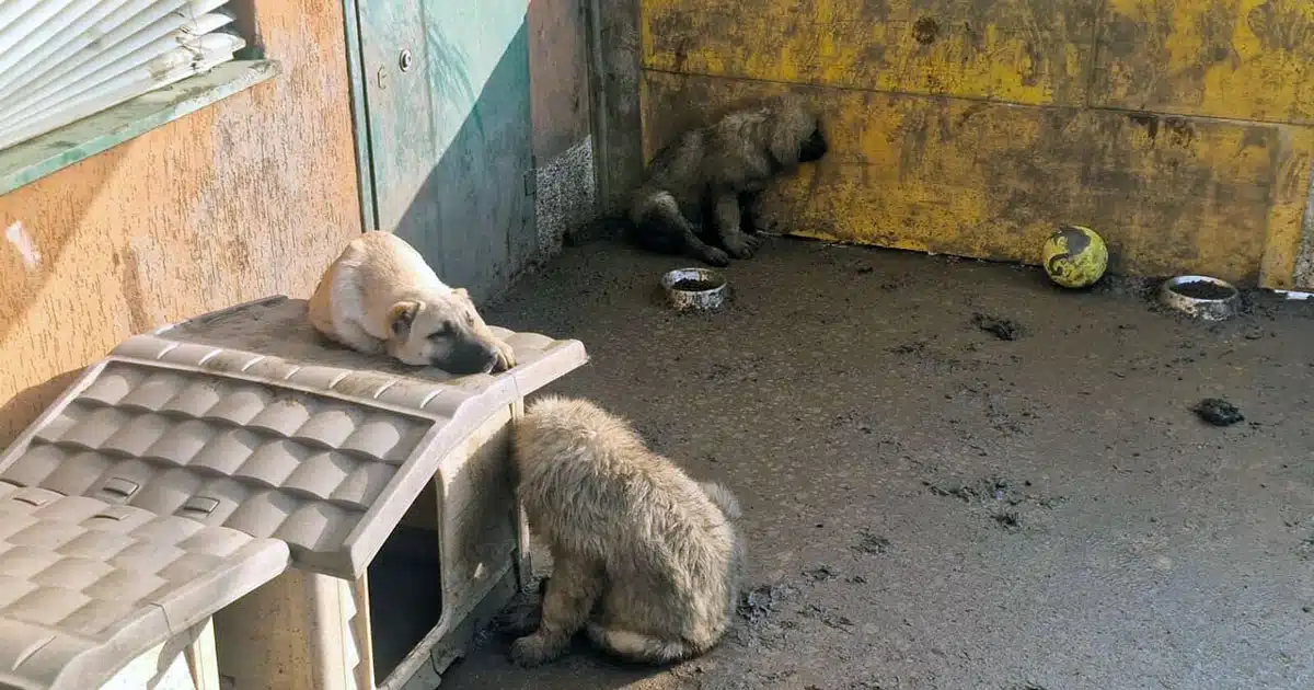 cuccioli salvati dal degrado