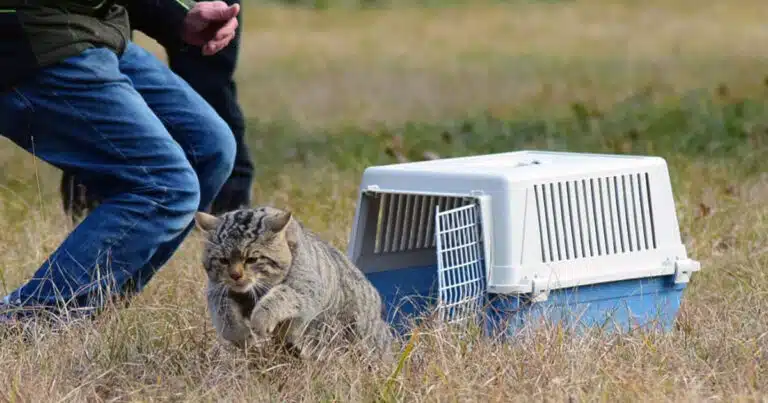 gatto selvatico europeo