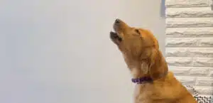 le rubano il peluche reazione cane virale