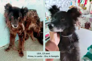 adotta un cane anziano