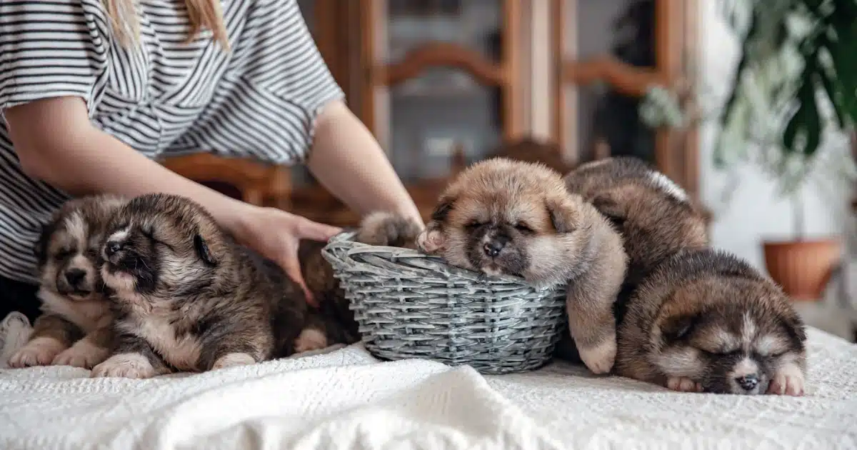 microchip obbligatorio