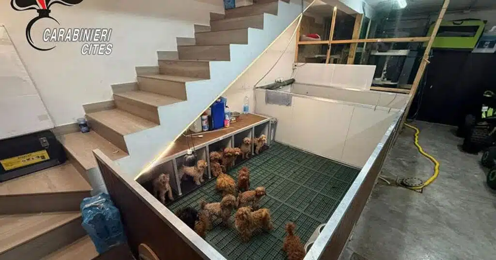 sequestrati 38 cani e 5 gatti