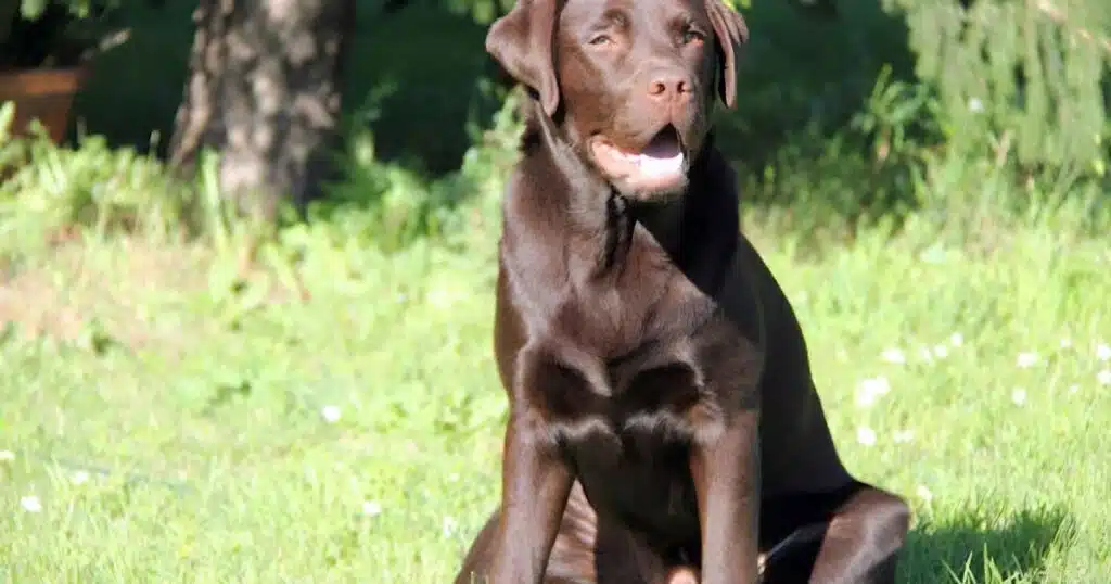 Addio a Rocky, cane eroe di Amatrice a Rigopiano