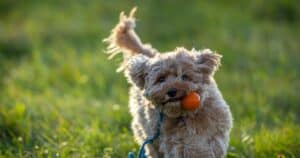 Alimentazione canina: cibo a base di insetti, una nuova frontiera?