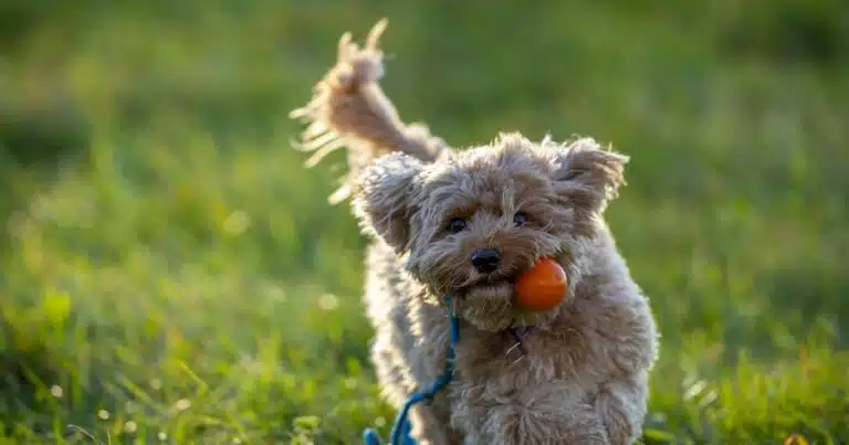 Alimentazione canina: cibo a base di insetti, una nuova frontiera?