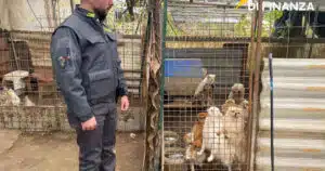 allevamento abusivo cani sequestro