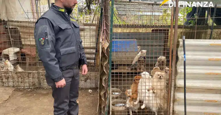 allevamento abusivo cani sequestro