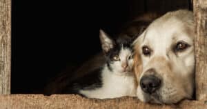 animali domestici