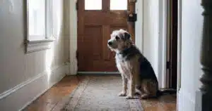 ansia da separazione nel cane