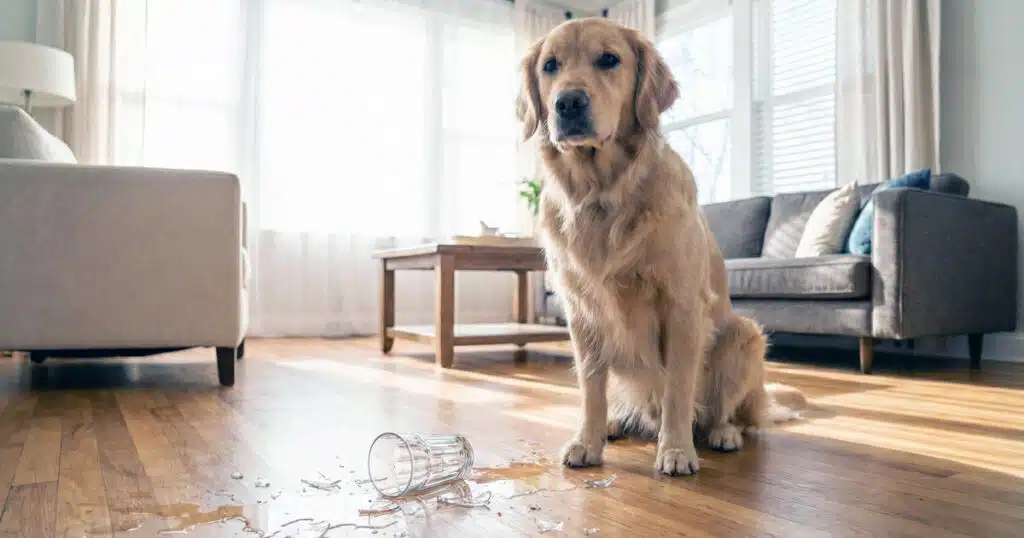 cosa fare se il cane mangia vetro