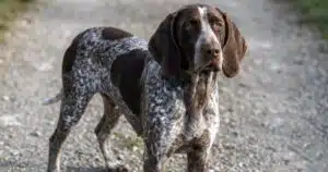 cane rapito ritrovato orvieto rieti