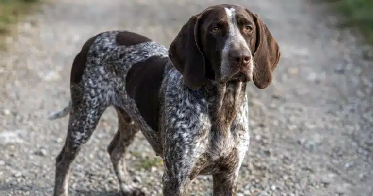 cane rapito ritrovato orvieto rieti