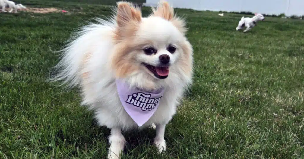 Hunny: cane salvato torna a correre