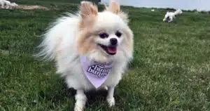 Hunny: cane salvato torna a correre