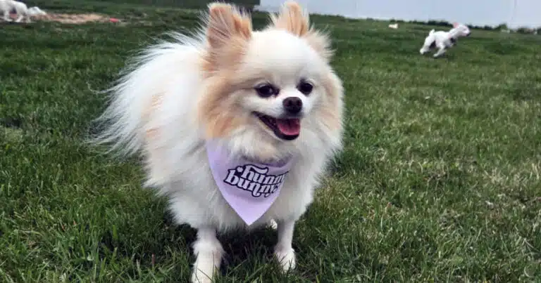 Hunny: cane salvato torna a correre