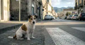 cane resta accanto al corpo del proprietario