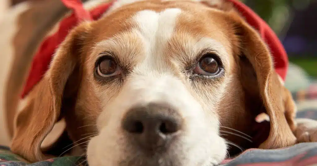 Cani di piccola taglia facili da addestrare: la Top 10