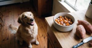 cani e patate dolci