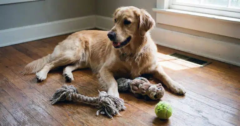 I cani sono capaci di categorizzare i giocattoli in base alla loro funzione? I sorprendenti risultati di uno studio