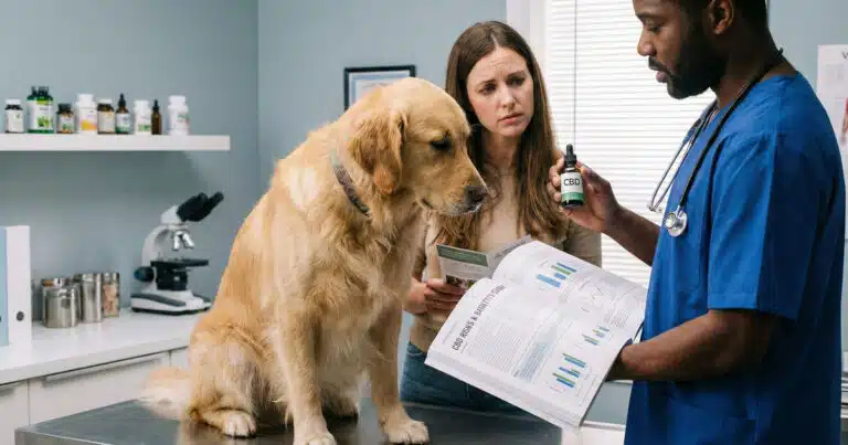 CBD e cani anziani: uno studio rivela possibili benefici e limiti