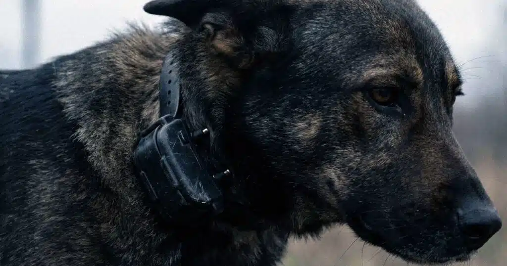 collari elettrici class action epocale usa