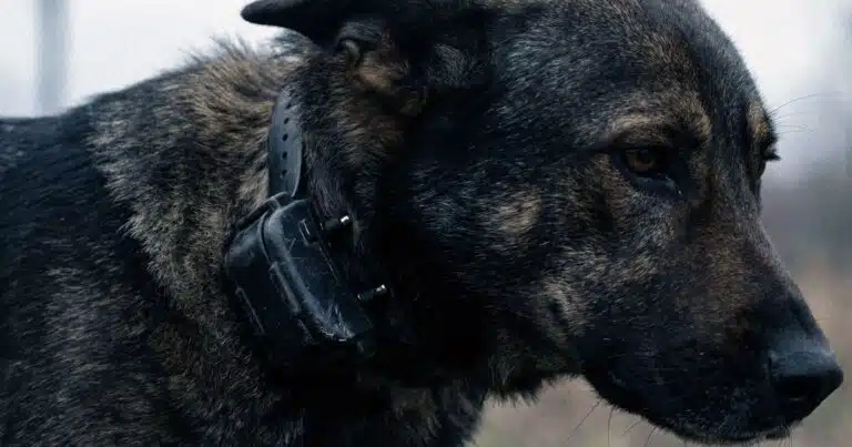 collari elettrici class action epocale usa