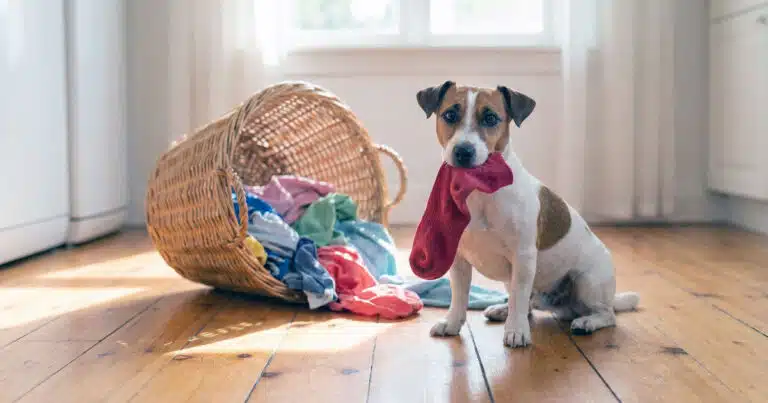 cosa fare se il cane mangia un calzino