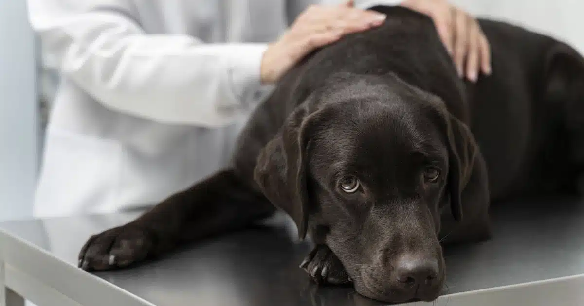 giardia nel cane