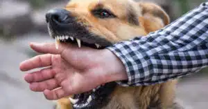 morso di cane