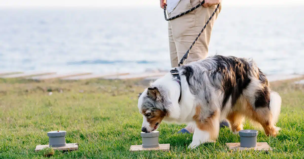 nosework