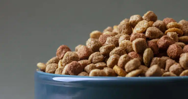 Azienda americana di pet food dona pasti ai rifugi per animali a ogni acquisto