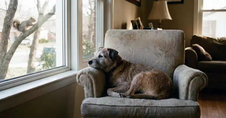 quando un cane non abbaia