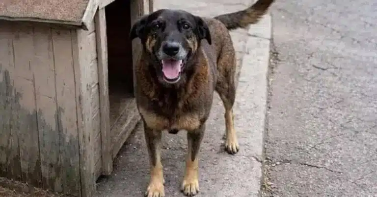 L'uccisione del cane Orelha scatena l'indignazione nazionale: Brasile sotto choc