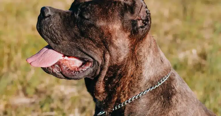 Cosa fare se il cane mangia la carta stagnola