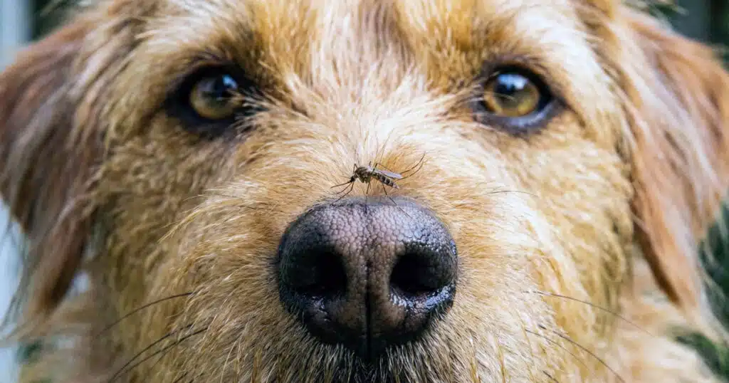 Virus trasmessi da zanzare: un pericolo anche per i cani?