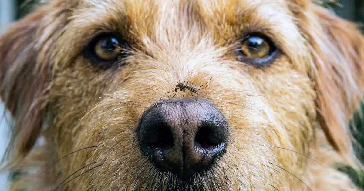 Virus trasmessi da zanzare: un pericolo anche per i cani?