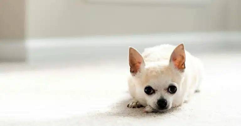 malattie cardiache nel cane